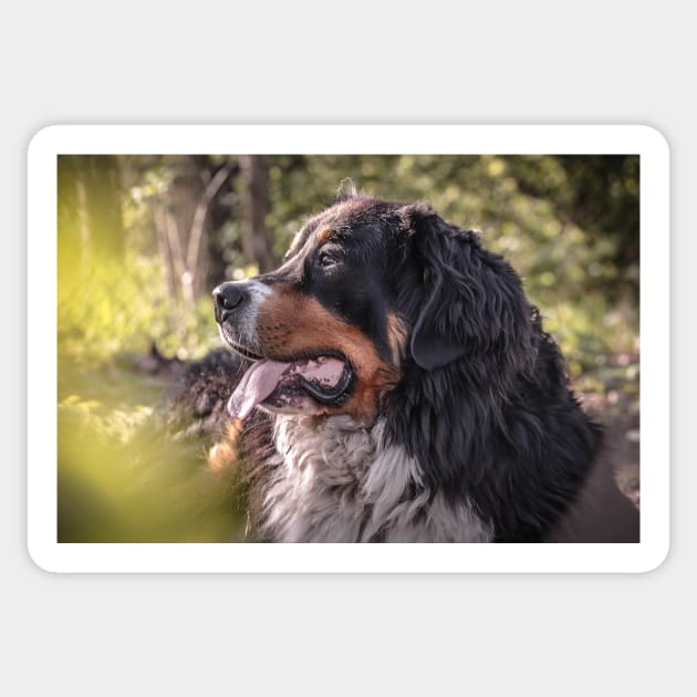 Bernese Mountain dog photo Sticker by Anna-Kik